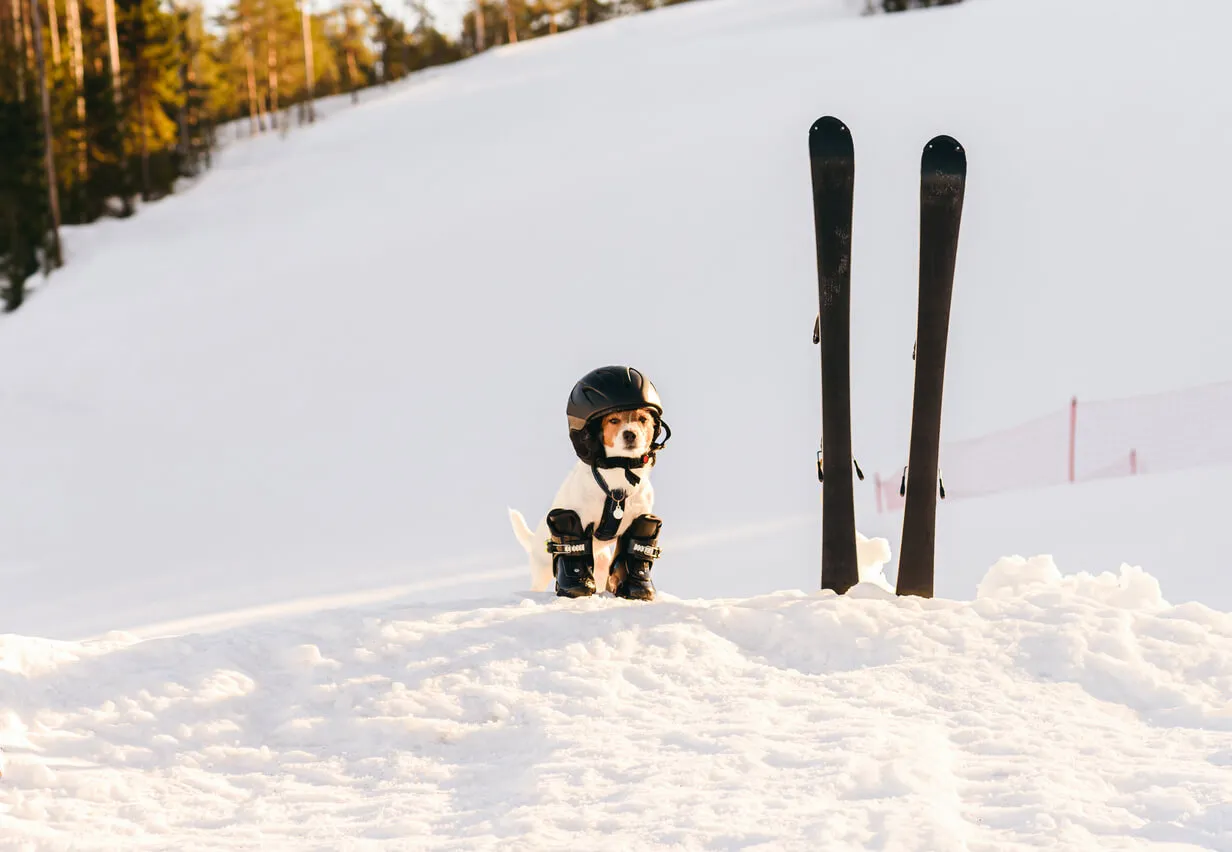 Skivakantie met hond: complete gids voor wintersport met je viervoeter